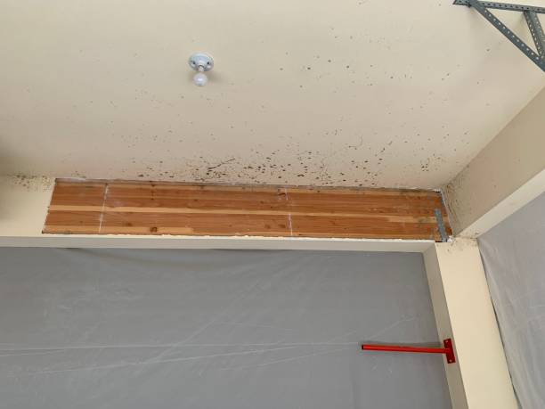 Best Mold Remediation for Vacation Homes  in USA